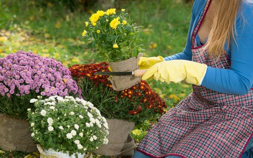 Team of gardeners working on a Westminster garden