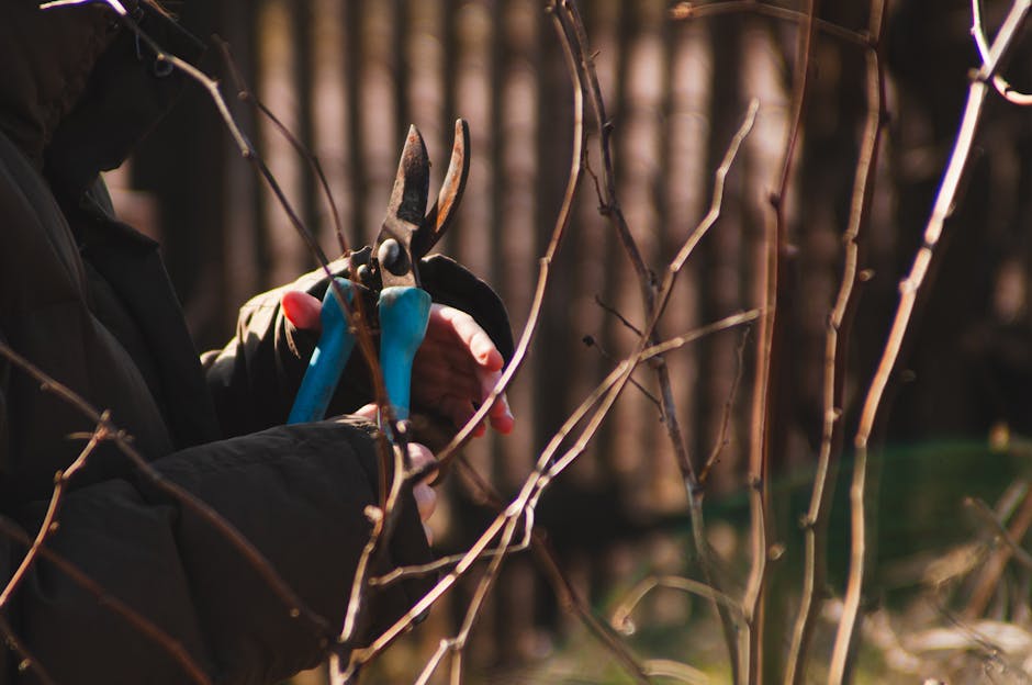 A gardener wearing black gloves and a dark jacket is using pruning shears with bright blue handles to trim or prune the bare, woody branches of a shrub or small tree. The branches are thin and leafles