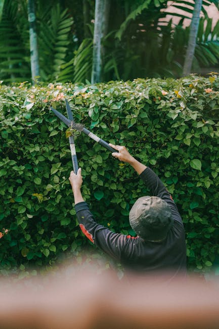 A gardener wearing black gloves and a dark jacket is using pruning shears with bright blue handles to trim or prune the bare, woody branches of a shrub or small tree. The branches are thin and leafles