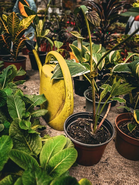 A collection of potted plants with lush, green, variegated leaves arranged outdoors on a paved surface. The plants feature broad, glossy leaves with some displaying yellow and dark green patterns, ind